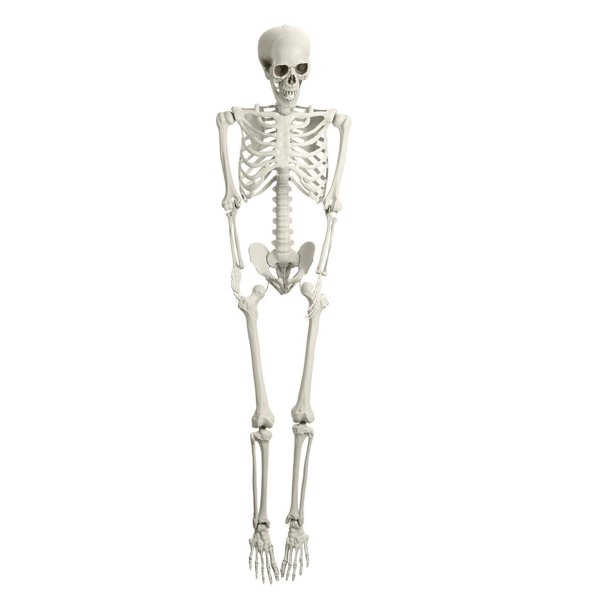 5.4Ft Posable Plastic Skeleton with Movable Joints B1819