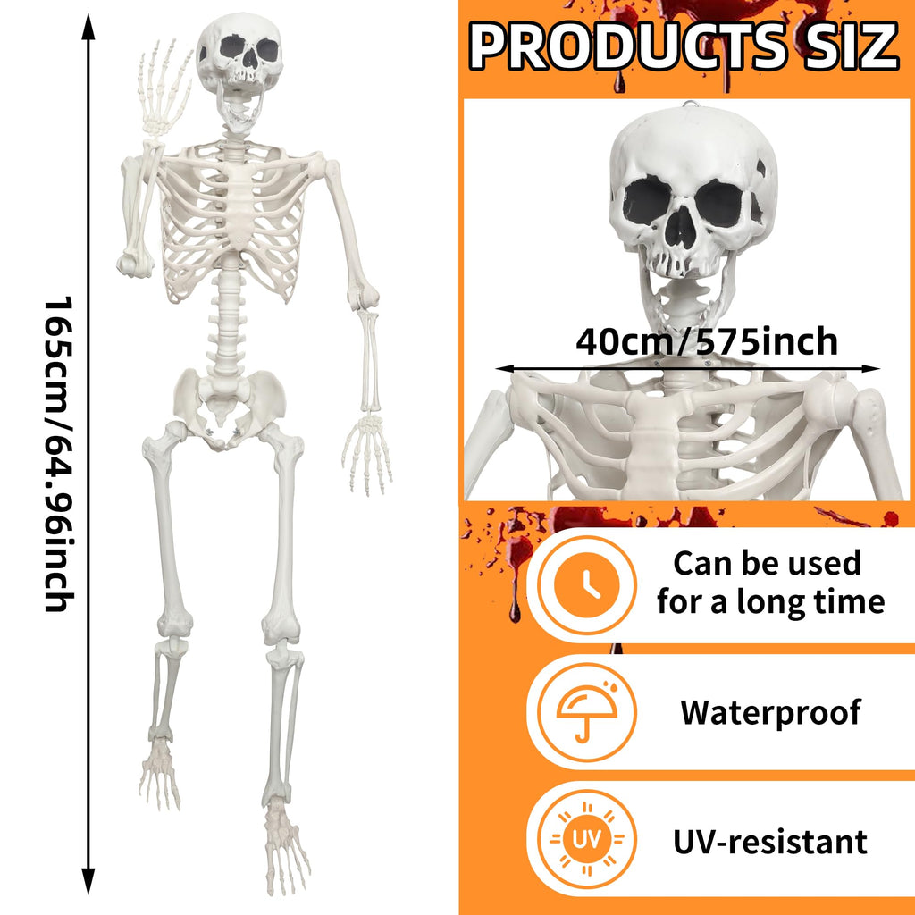 Life Size Posable Skeleton S731