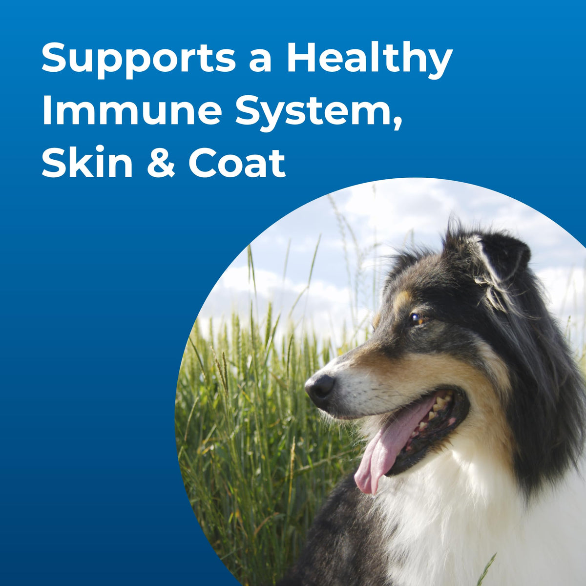High Calorie Liquid Nutritional Supplement for Dogs & Puppies 16 oz F710538