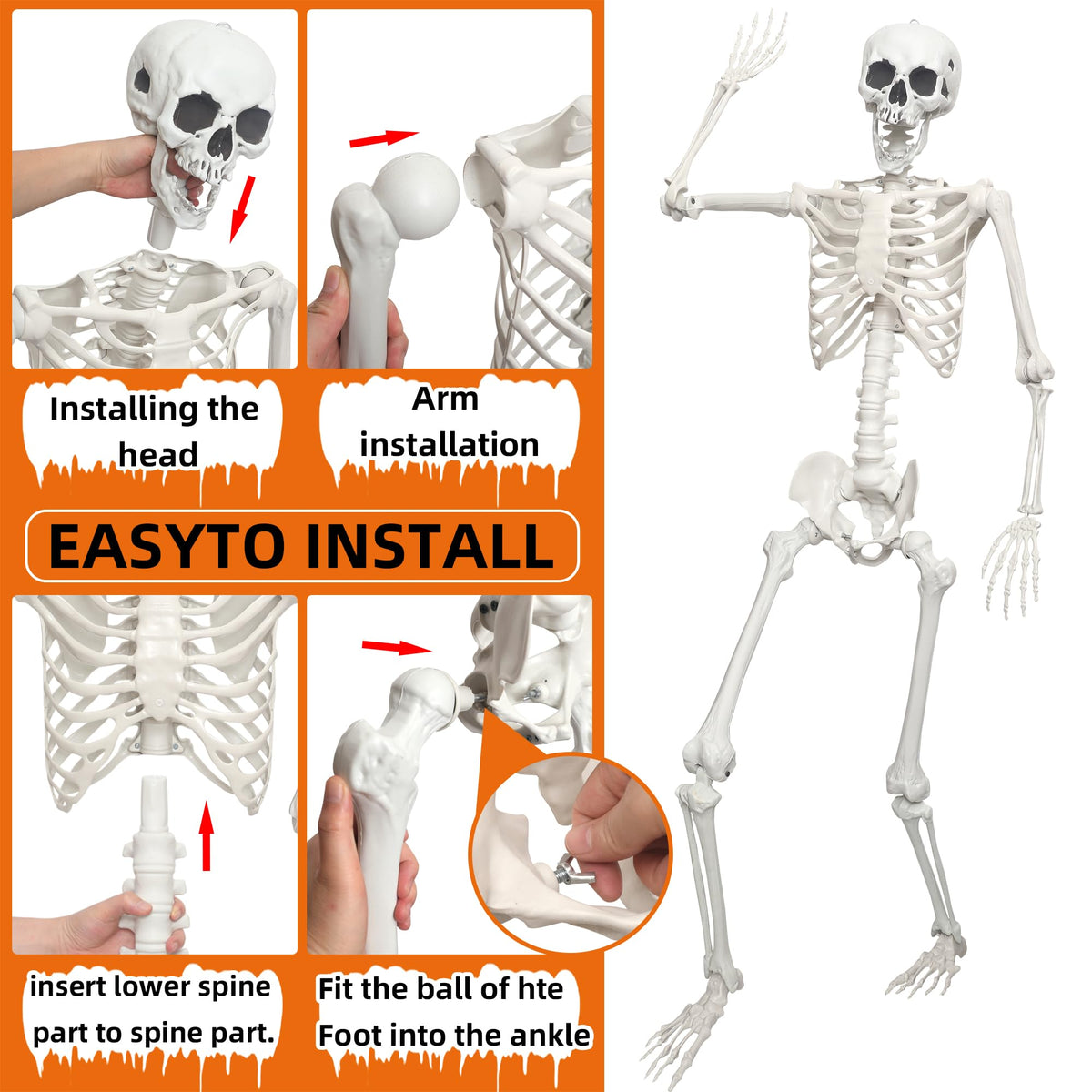 Life Size Posable Skeleton S731
